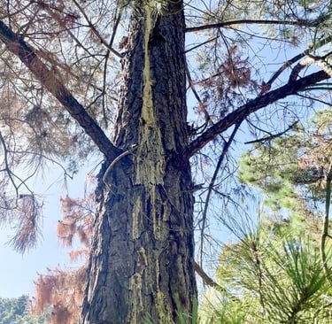 Radiata pine tree with excessive sap