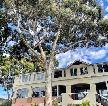 Eucalyptus melliodora tree in urban setting