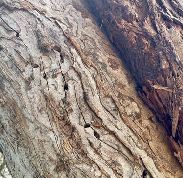 Heartwood and borer damage on Eucalyptus tree