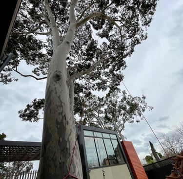 Large Corymbia tree at a school