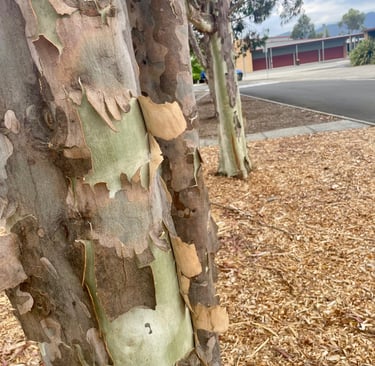 Shedding bark on a Eucalyptus tree in an urban setting