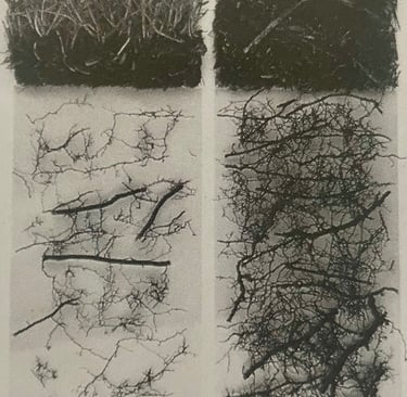 Grass and mulch side-by-side: more roots under mulch than grass.