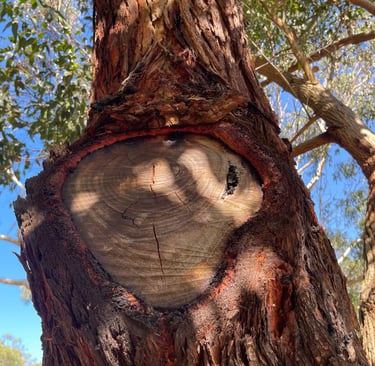 Old pruning cut that the tree is adapting to with new wood growth