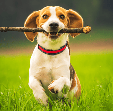 Dog running with a stick in its mouth on a grassy field.
