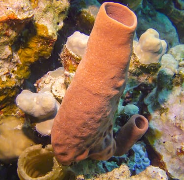 Sea sponge