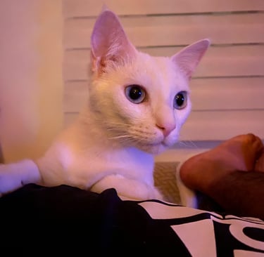 La Casita Tricolor Adoptados