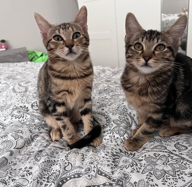 La Casita Tricolor en Adopción