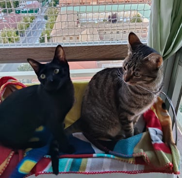 La Casita Tricolor Adopciones