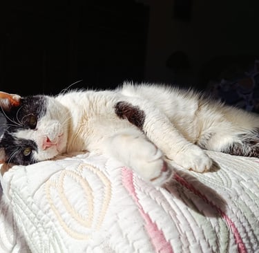 La Casita Tricolor En Adopción