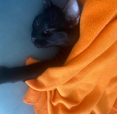 La Casita Tricolor Adoptados
