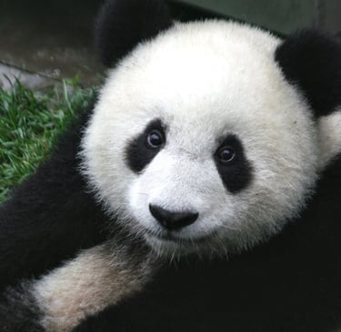 TOUR CHINA - TOURCHINA - ITINERARY WOLONG PANDA