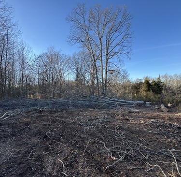 large-tree-after-being-professionally-cut-down-by-pdr