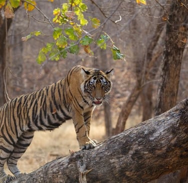 Ranthambore
