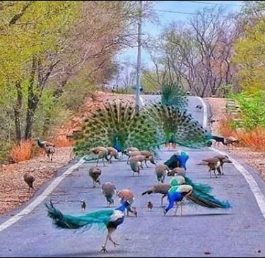Jaigarh fort
