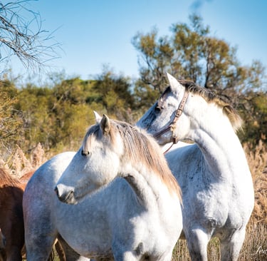 cheval camargue