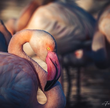 Portrait rapproché d'un flamant rose en Camargue, nuances rosées et regard captivant, par Jonathan Aubert, photographe spécia
