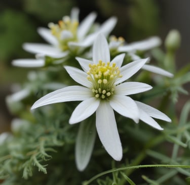 Colorful decorations and banners celebrating German heritage at an event.
