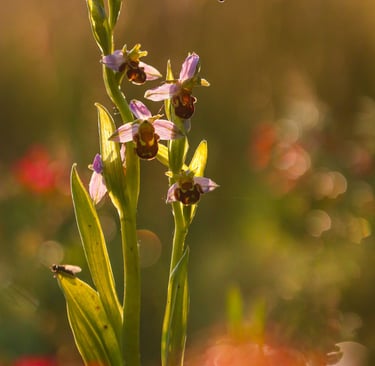 Bienen-Ragwurz professionelle fotografie von sebastian brandt