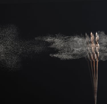 orchideensamen im wind professionelle fotografie