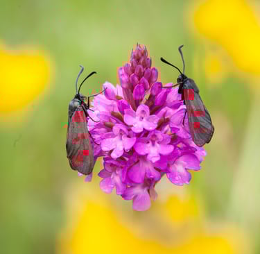 Die Pyramiden-Spitzorchis wird u.a. von Widderfaltern bestäubt, obwohl sie keinen Nektar ausbildet
