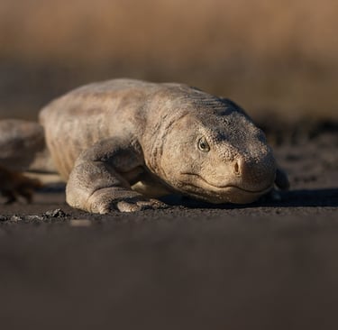 Orobates pabsti – scientific reconstruction by sebastian brandt