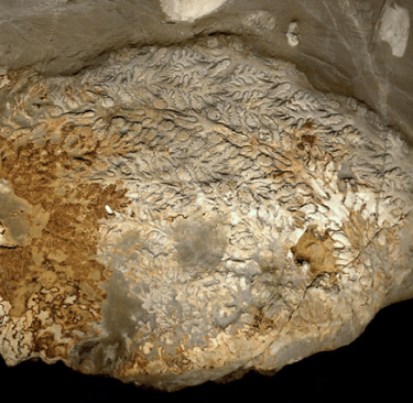 The species Sturia brandti REIN, 2019 – a newly discovered Alpine immigrant that arrived before the