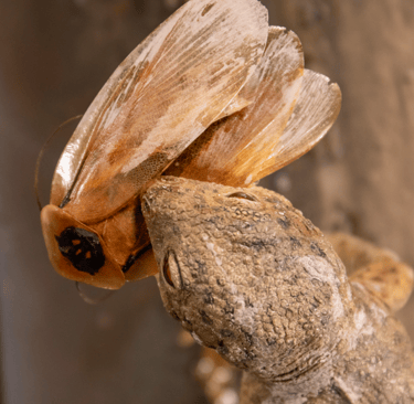 eudibamus kopf von oben mit kakerlake