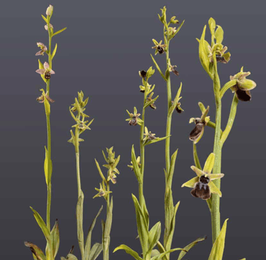 orchideenmodelle von sebastian brandt Bienen-Ragwurz (Ophrys apifera), Kleine Spinnen-Ragwurz (Ophry