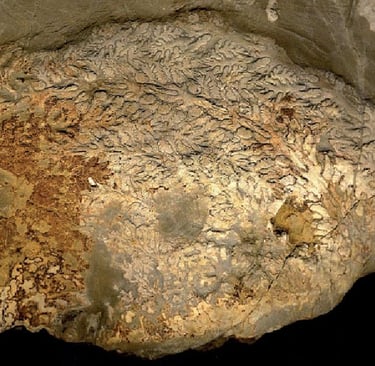 Sturia brandtii ceratit - photography by sebastian Brandt