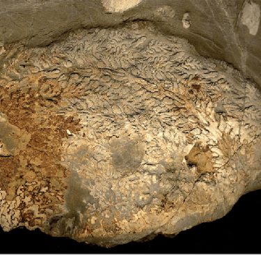 Sturia brandti n. sp., Geilsdorf, lower Meißner Formation Thuringia, Germany