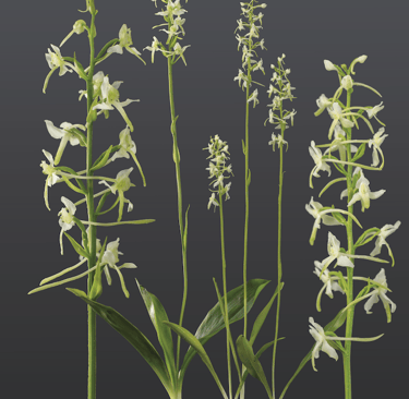 Grünliche Waldhyazinthe (Platanthera chloranta modellbau von sebastian brandt