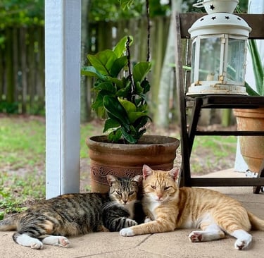 Two cats at home representing non-toxic pet essentials and safer products for pets