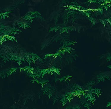 feuilles d'arbre