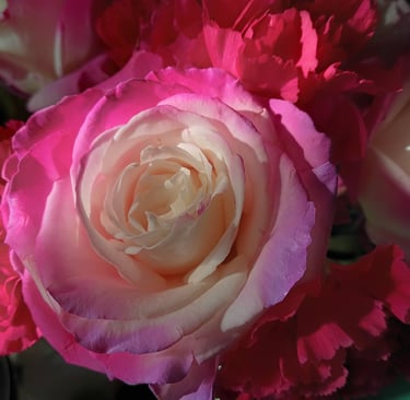 white and pink rose