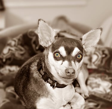 Chihuahua Rescue Dog tan and white- Sepia with color eyes