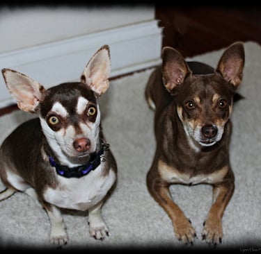 two Chihuahua Rescue Dog tan and white