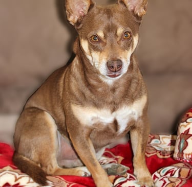 Chihuahua Rescue Dog tan and white blanket 