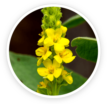 Mullein