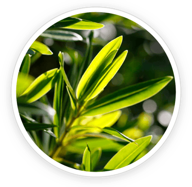 Tea Tree Oil