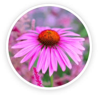 Echinacea