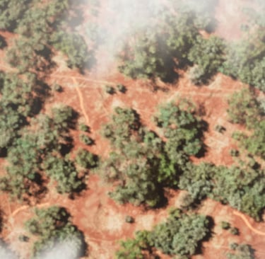 Birds Eye View Savanna