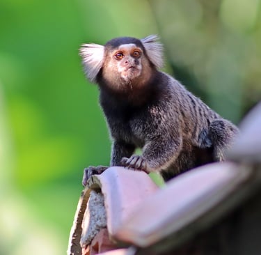 Sagui_de_tufos_branco
