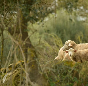 merino schaap in andalusie