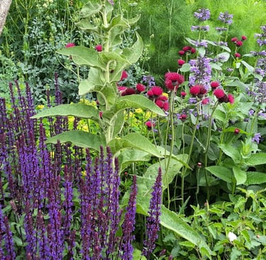 borders en biodiversiteit