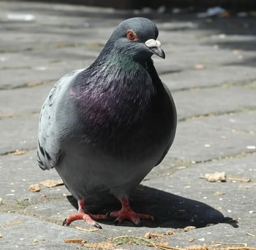 pigeon sur le balcon