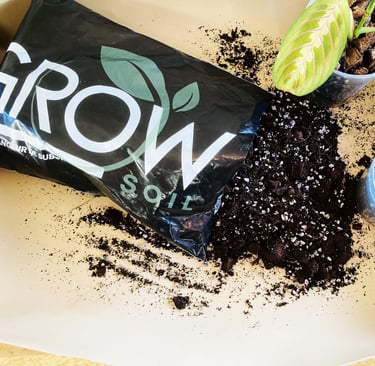 comment savoir quand rempoter une plante