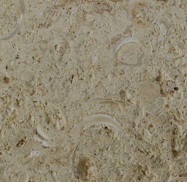 natural shellstone cac coral