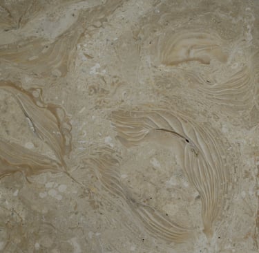 Shells Reef Beige Polished Shellstone