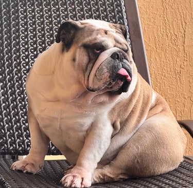 Buddy lounging in his patio chair