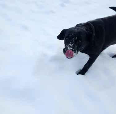 a dog playing at dog boarding near port perry